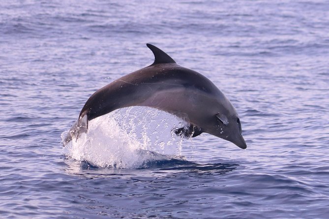 Whale and Dolphin Watching in Calheta, Madeira Island - Why the crew’s approach matters more than the boat