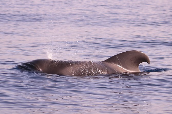 Whale and Dolphin Watching in Calheta, Madeira Island - Time on the water vs. value for $72.56