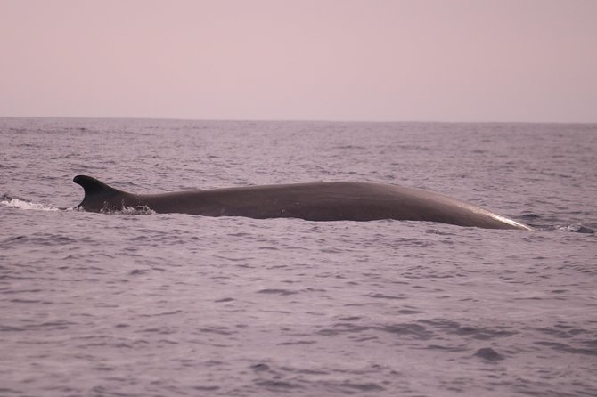 Whale and Dolphin Watching in Calheta, Madeira Island - Logistics that make or break your day
