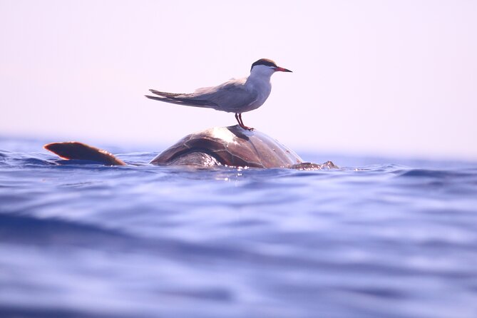Whale and Dolphin Watching in Calheta, Madeira Island - Who this tour suits best