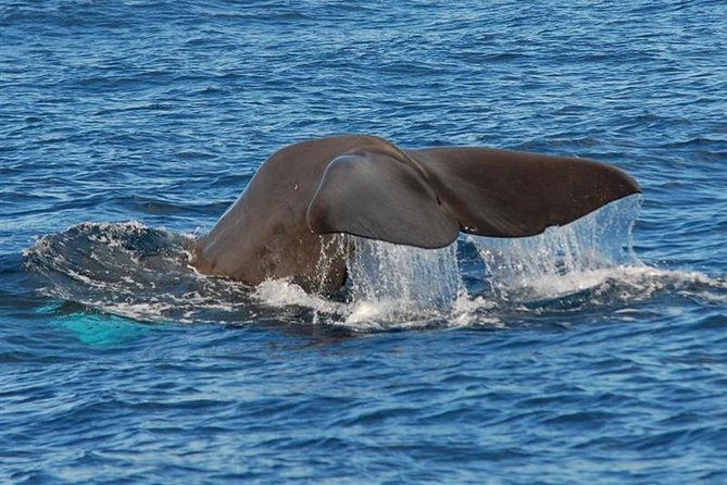 Whale and Dolphin Watching in Calheta, Madeira Island - The spotter system: why the search feels deliberate