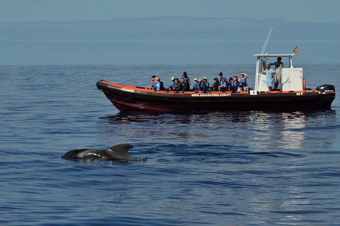 Whale and Dolphin Watching in Pico Island - Half Day - How you scan the water on a fast zodiac style boat