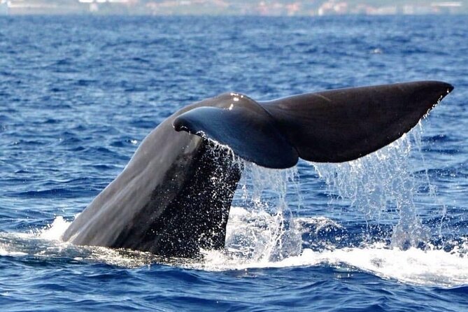Whale and Dolphin Watching Tour from Funchal - Whale and Dolphin Watching from Funchal: What You’re Actually Buying