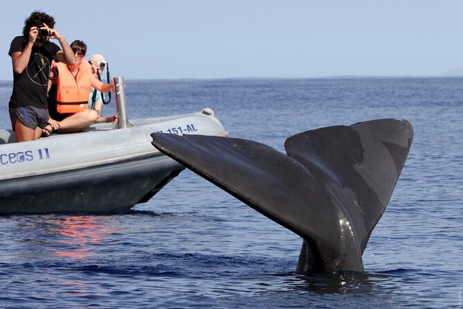 Whale and Dolphin Watching Tour from Funchal - Snorkelling and the Dolphin Swim Question: What’s Included vs What’s Seasonal