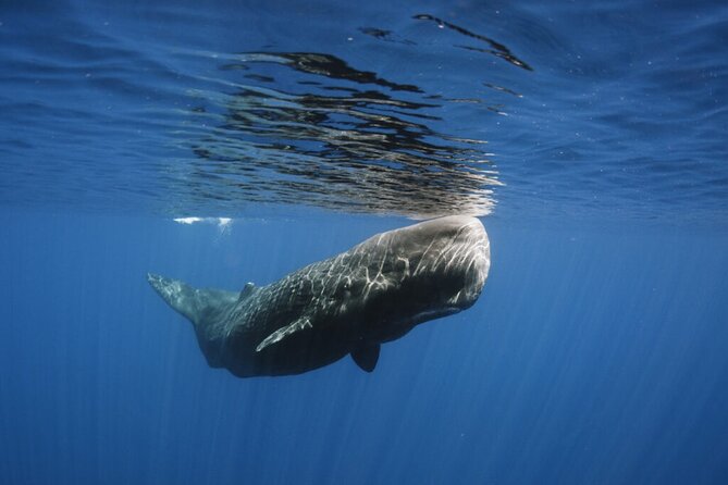 Whale and Dolphin Watching Tour from Funchal - Rota dos Cetáceos in Practice: Your 2.5-Hour Wildlife Loop