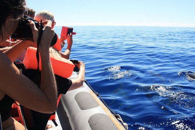 Whale and Dolphin Watching Tour from Funchal - What the Live Commentary Adds (So You Actually Enjoy the Search)