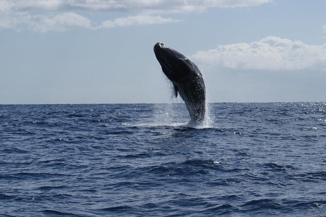 Whale and Dolphin Watching Tour from Funchal - Price and Value: Is $58.07 a Fair Deal?