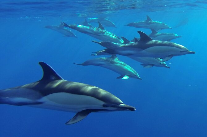 Whale and Dolphin Watching Tour from Funchal - The Boat Ride Off Madeira: Comfort, Motion, and How to Prepare