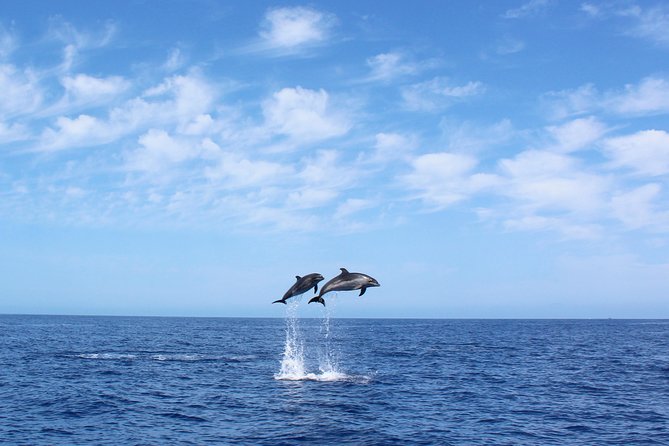 Whale and Dolphin Watching Tour in Madeira - Key Things I’d Watch For