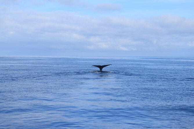 Whale and Dolphin Watching Tour in Madeira - Whale and Dolphin Spotting: How It Works, What It Feels Like