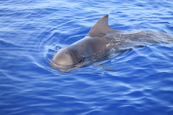 Whale and Dolphin Watching Tour in Madeira - Price and Value: What You Actually Get for $83.44
