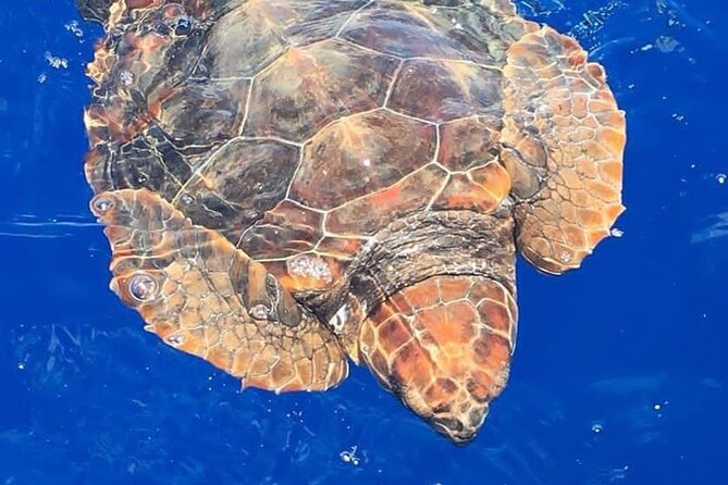 Whale & Dolphin Watching in Madeira - Key highlights to know before you go