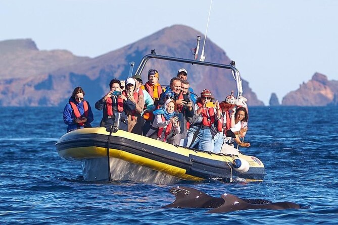 Whale & Dolphin Watching in Madeira - Madeira whale and dolphin watching: what makes this outing worth your time