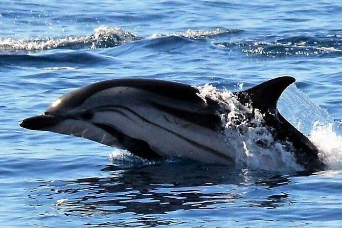 Whale & Dolphin Watching in Madeira - Stop 2: Prainha do Canical and the coastal feel