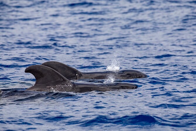 Whale & Dolphin Watching in Madeira - Cesar and Joe: how the guide turns spotting into a story
