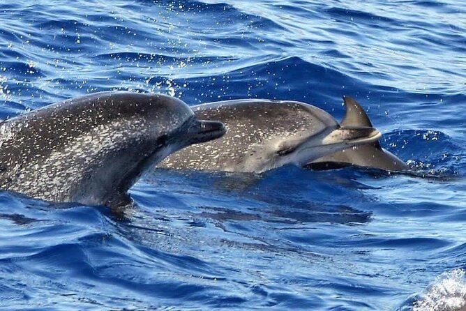 Whale & Dolphin Watching in Madeira - What you might see: dolphins, pilot whales, and fast moments