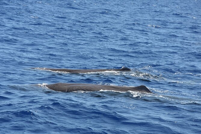 Whale Watching Activity in North Coast - Key Points You’ll Care About Before You Go