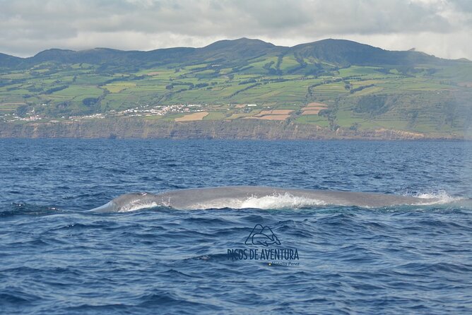 Whale Watching Activity in North Coast - From Rabo de Peixe to the North Sea: Setting Up the Hunt