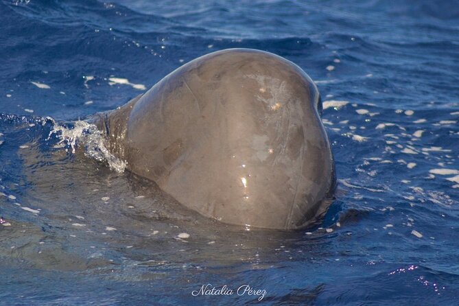Whale Watching Activity in North Coast - Your Guide’s Role: More Than Spotting