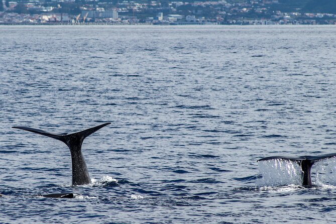 Whale Watching Activity in North Coast - Value for Money: Is This $84.10 Worth It?
