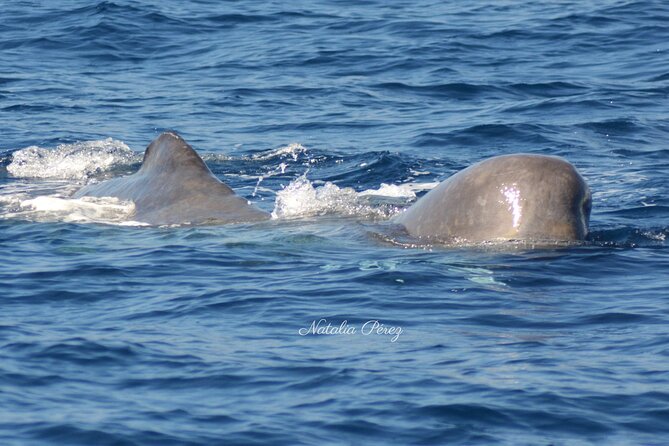 Whale Watching Activity in North Coast - How the Semi-Rigid Boat Changes the Experience
