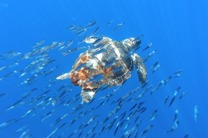 Whale Watching Tour + Vila Franca Islet: Full-day with lunch - Boats, restrooms, and comfort: what to expect without surprises