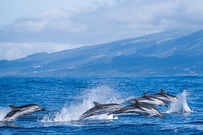 Whale Watching Tour + Vila Franca Islet: Full-day with lunch - Whale watching on São Miguel’s south coast: what you’re really paying for