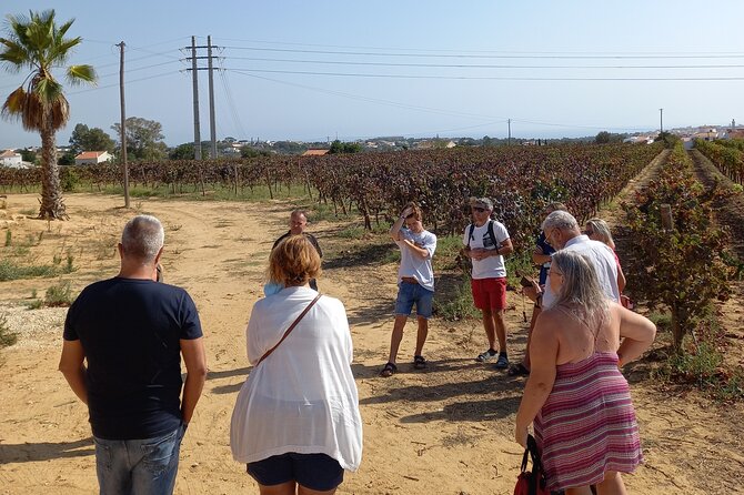 Wine Lovers: Winery Tour w/ Tasting & Tapas (Albufeira/Vilamoura) - The winery visit: vines, production, and real hands-on storytelling