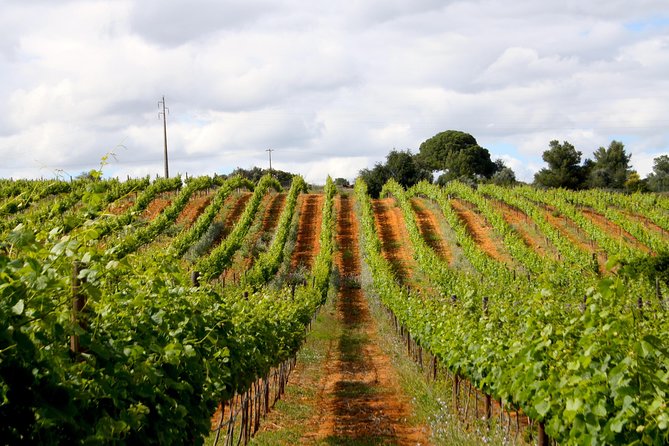 Wine Tasting and Art Tour - Price and Value: Is $43.25 Worth It?