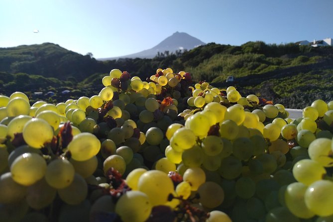 Wine Tour - Picowines Stop: Tastings That Teach You How to Read the Wine
