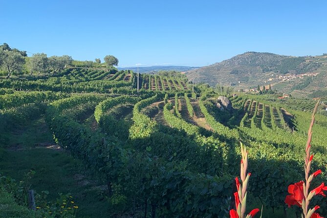 Winery Tour and Wine Tasting Quinta da Portela de Baixo in Lamego - The six wines you taste: from sparkling to three Port styles